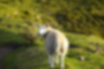 Sheep - even this animal may be new to some people