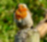 Robins sometimes nest in dry-stone walls