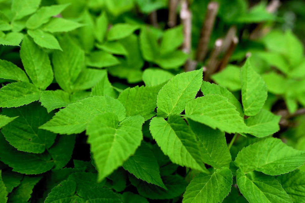 Ground elder (Image by congerdesign from Pixabay)