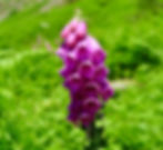 Foxglove - a slowly resolving mystery