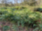 Bracken’s spread poses significant challenges for landscape management