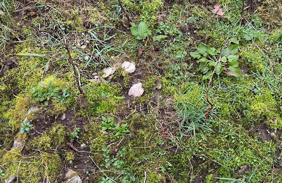Hawthorn whips with vole damage to their bases