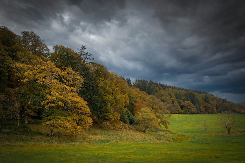 Grizedale Forest (Photo by Jonny Gios on Unsplash)