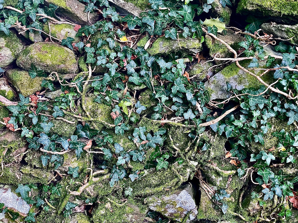 Ivy is the most invasive plant in the land