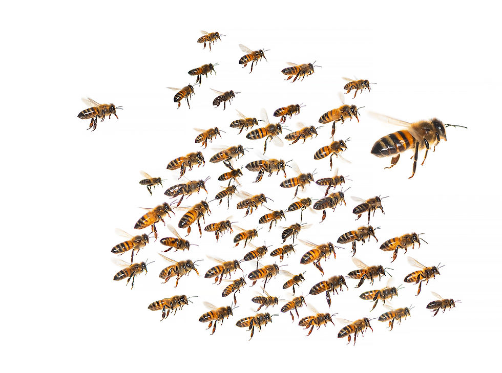 Swarm of bees in flight (GlobalP)