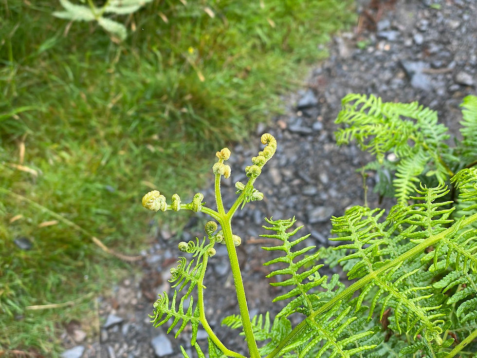 Bracken fiddleheads