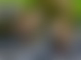 Pets can be a problem