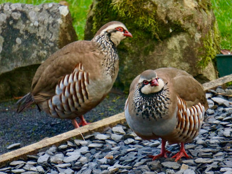 Pets can be a problem