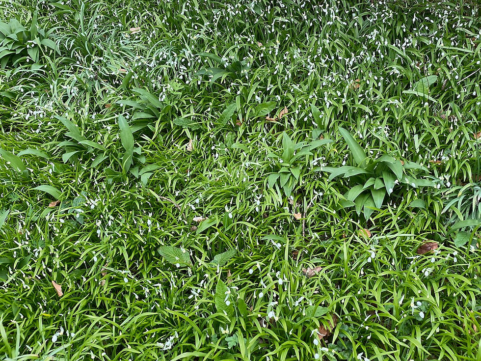 Few-flowered leek