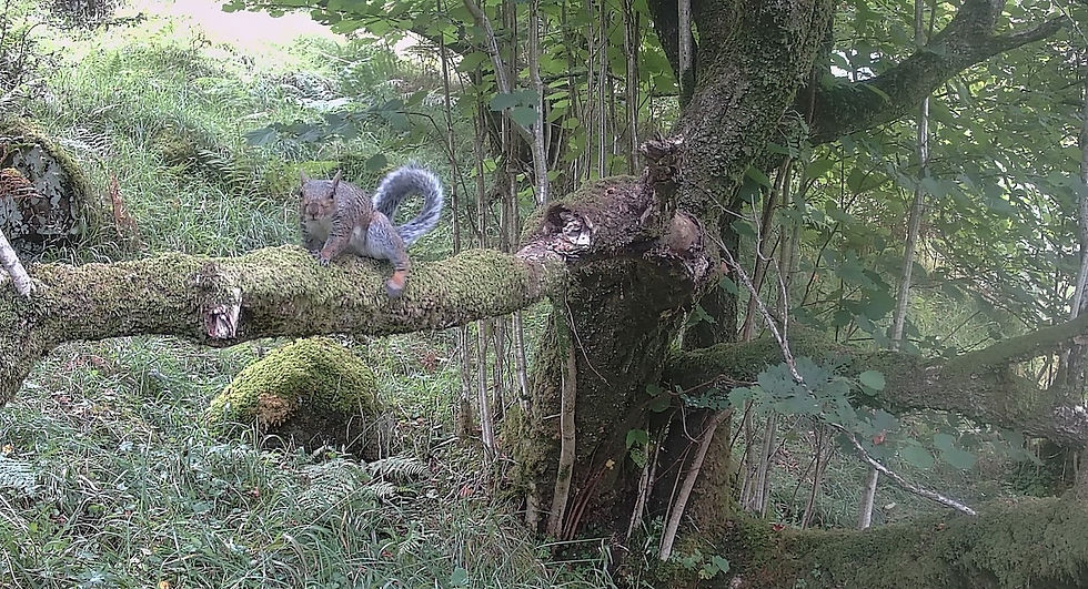 Grey squirrel and ring barking behind it