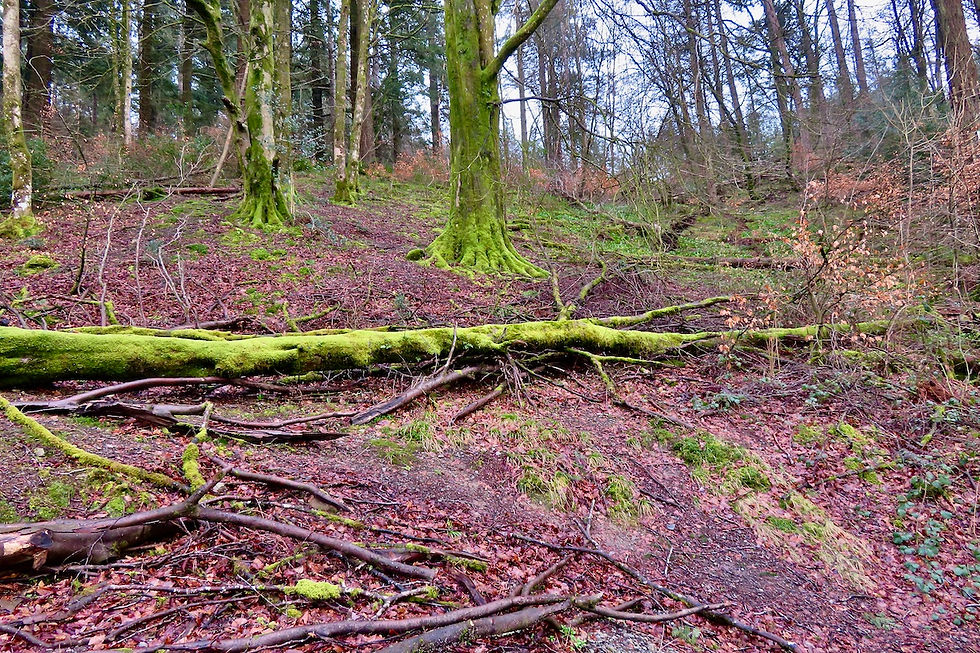 Treefall in Grizedale Forest