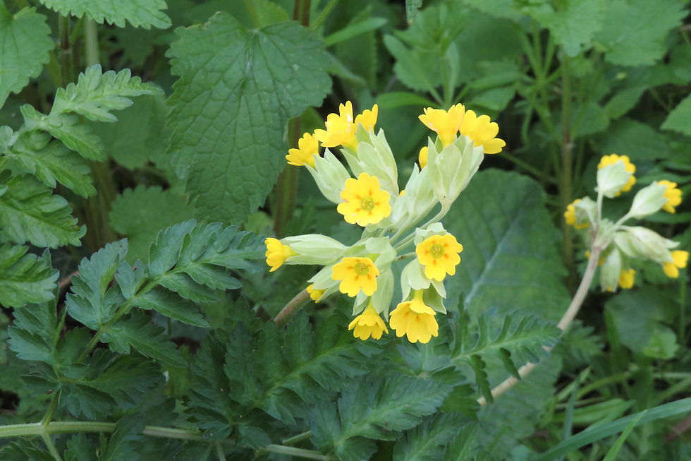 Cowslip