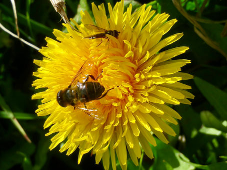Battle of the Bluebells