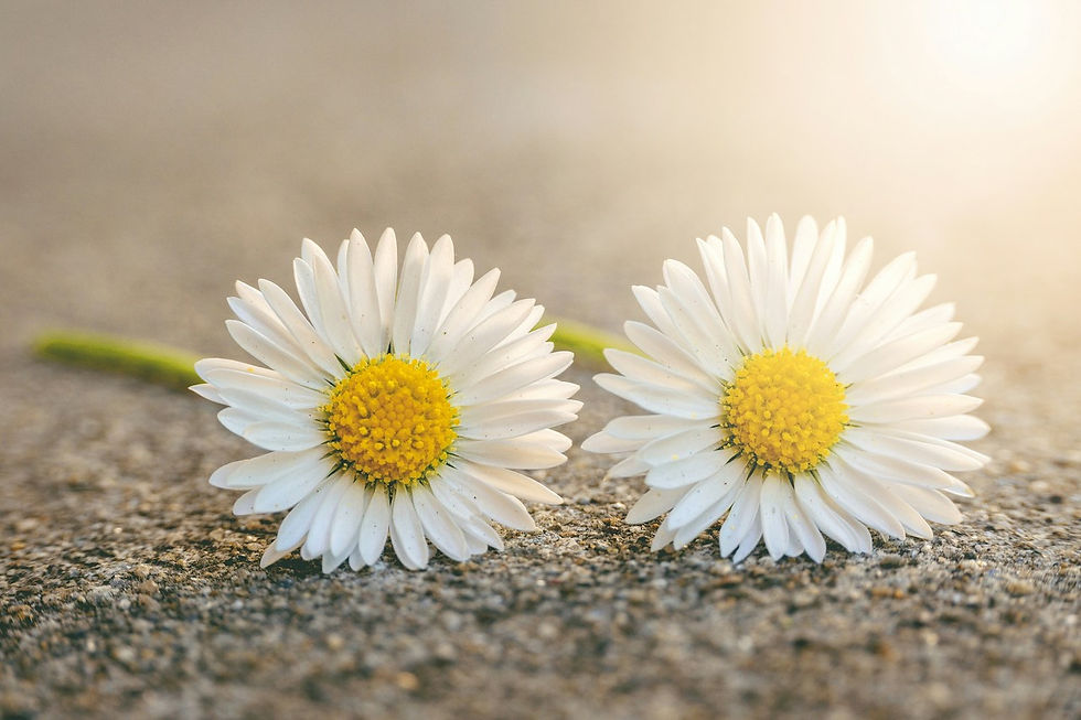 Daisies (Photo by Herbert Goetsch on Unsplash)