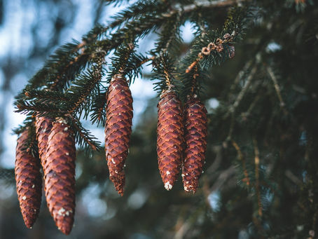 Thieves, cones, and hedgerows
