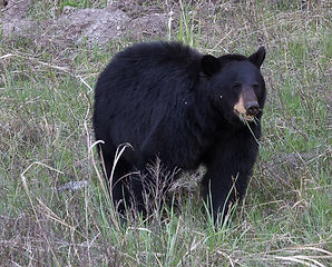 Yellowstone Black Bear Munching on Grass
