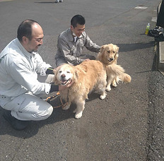 休憩中に遊びに来たゴールデンレトリバー