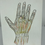 Thumbnail: Hand Anatomy - 8 x 10