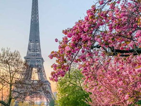 Paris' Cherry Blossoms - Delicacy in Motion...