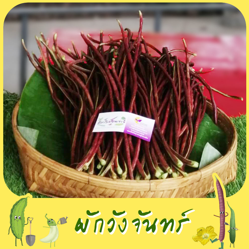 ถั่วฝักยาวสีม่วง สิรินธร วังจันทร์ 500 กรัม