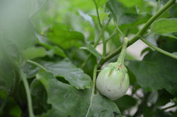 มะเขือเปราะเจ้าพระยา