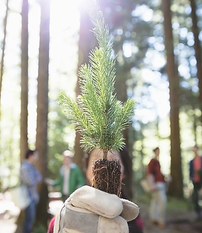 YoungTreeSeedling.webp