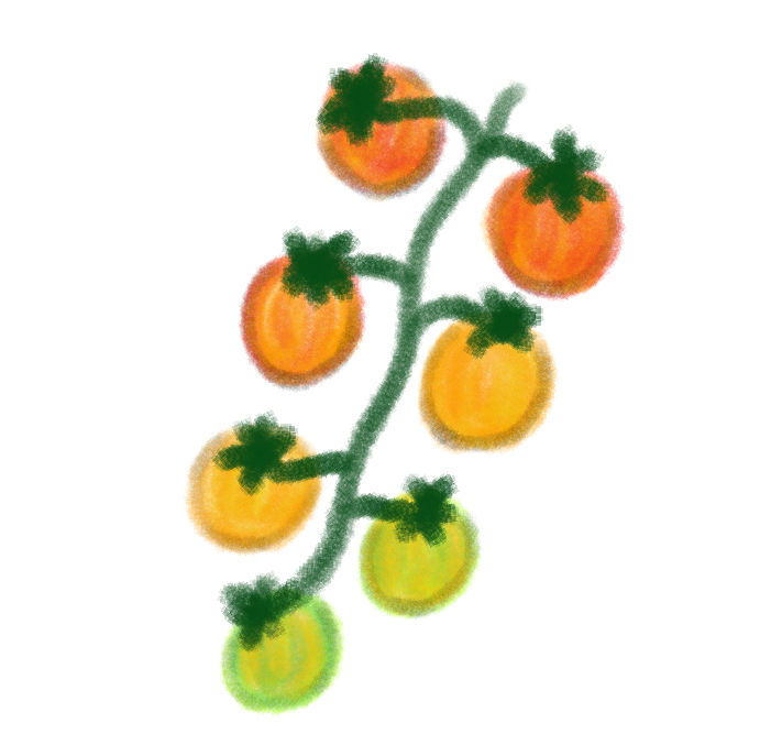 Bumblebee Tomato Plant