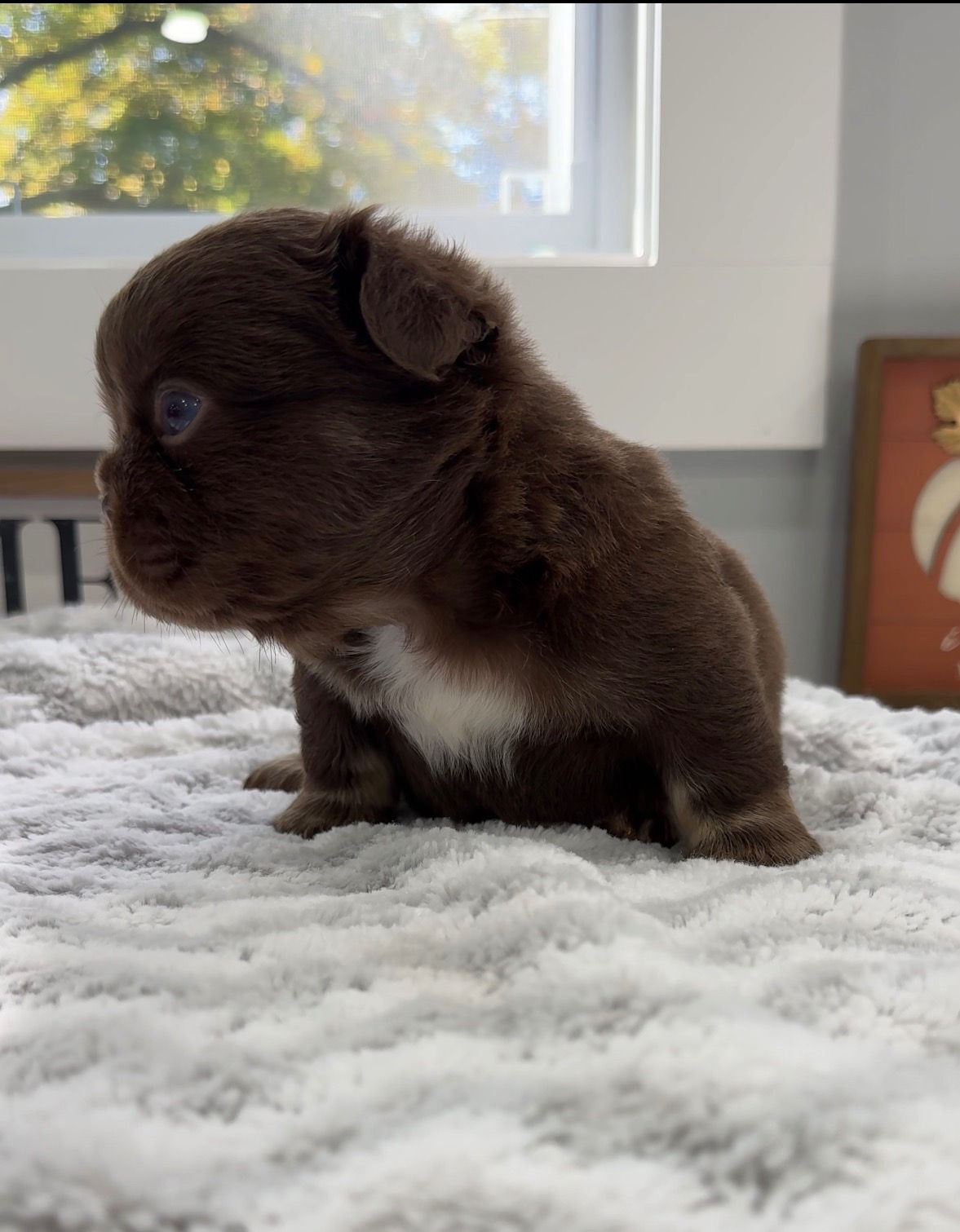 rojo fluffy frenchie  (please contact for prices and availability )