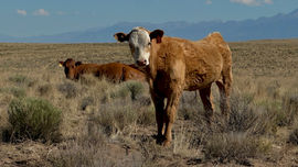 Great Sand Dunes National Park, Colorado 2023