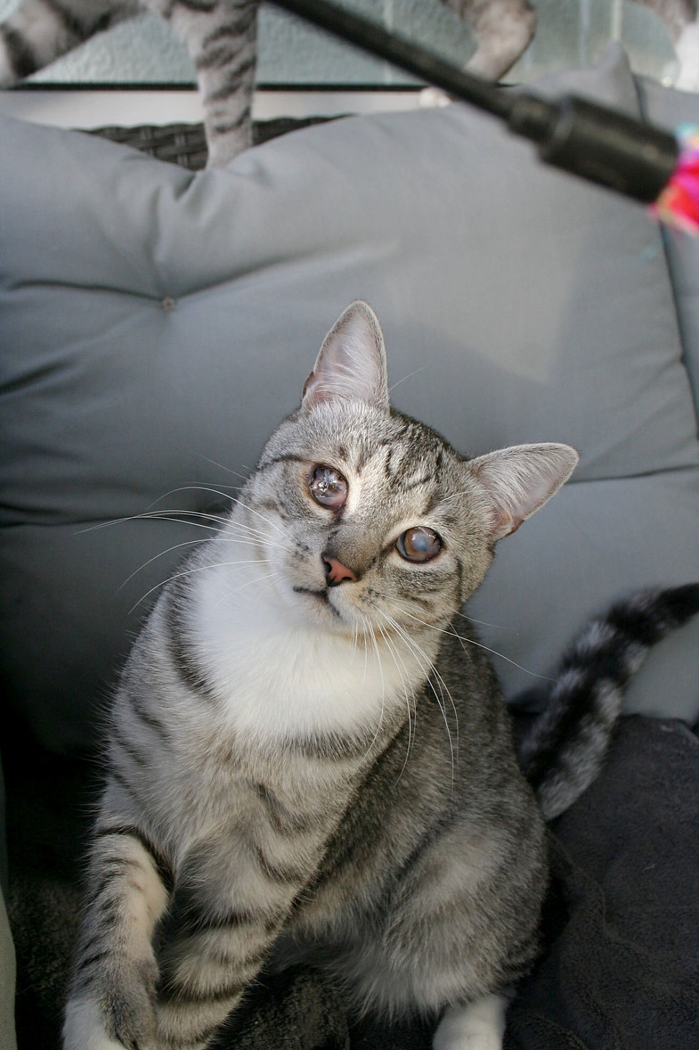 Miniaturbild: Moody & Fury (blind und FelV+)