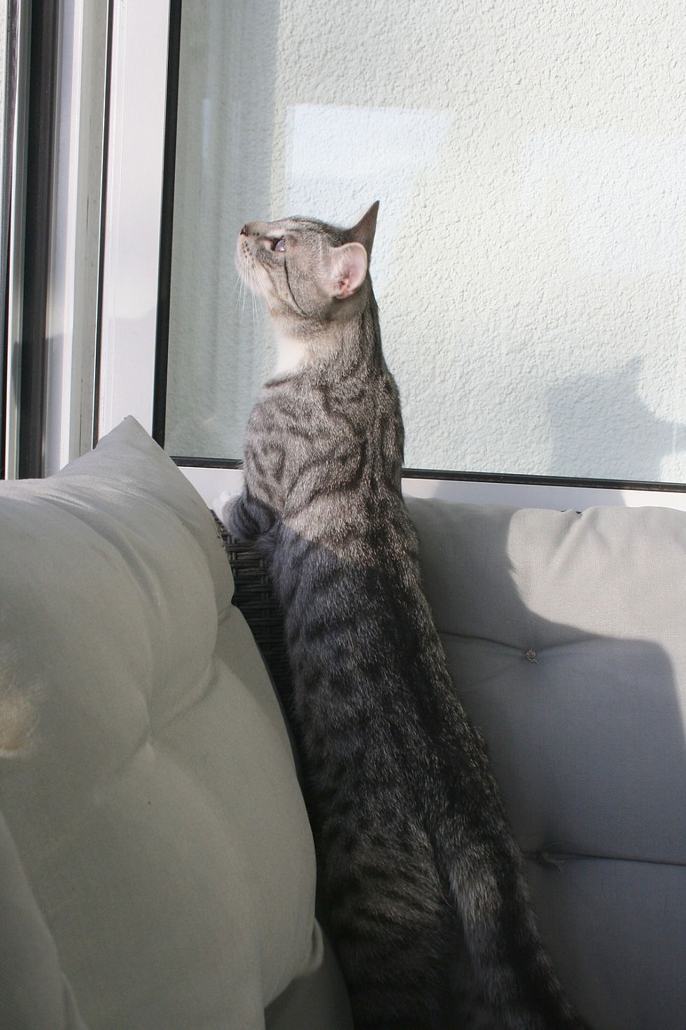 Miniaturbild: Moody & Fury (blind und FelV+)