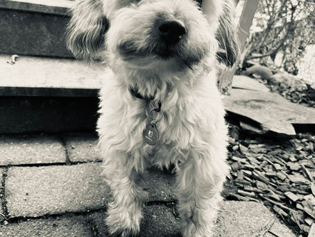 Abschied von Toffee 🕊️🌈