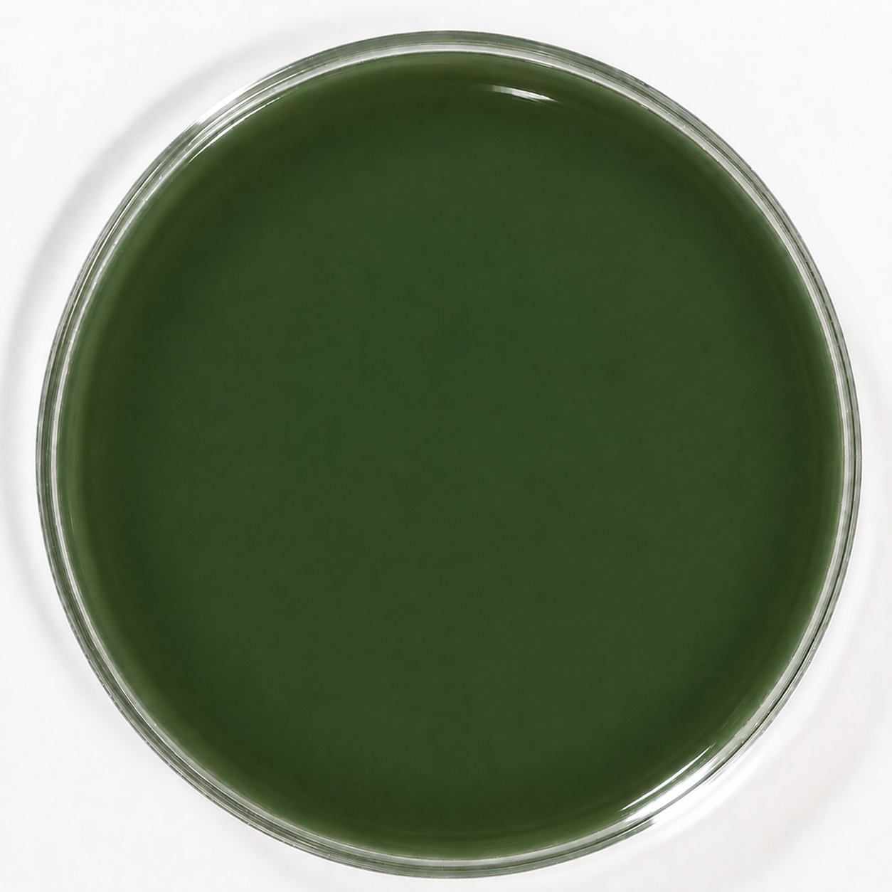 S2Media™ Hektoen Enteric (HEK) Agar