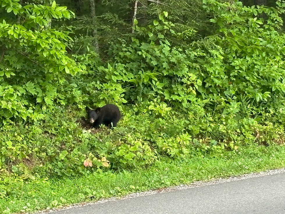 A bear cub on the Cades Cove loop