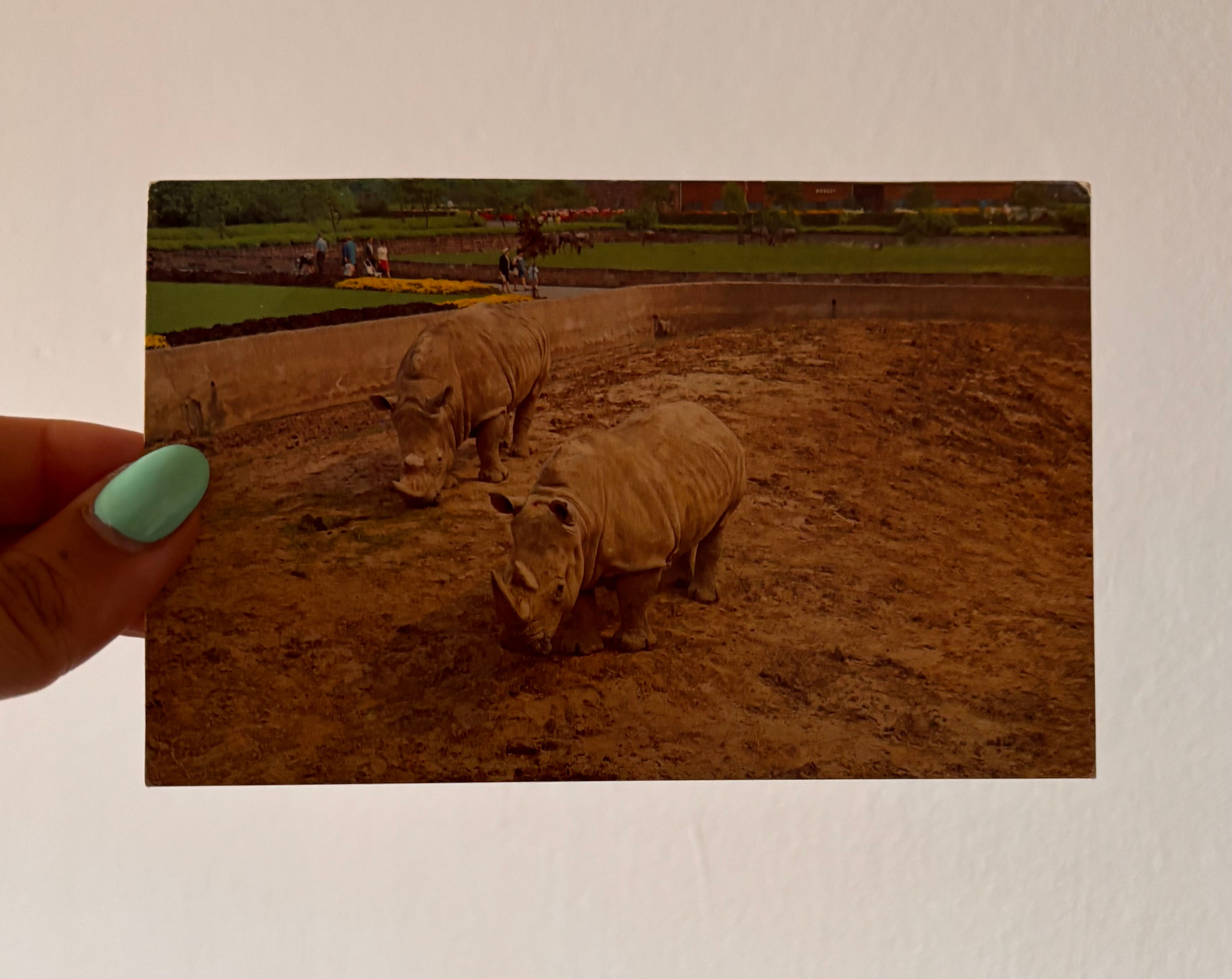 Vintage J Arthur Dixon Collectible Postcard - White Rhinoceros, Chester Zoo