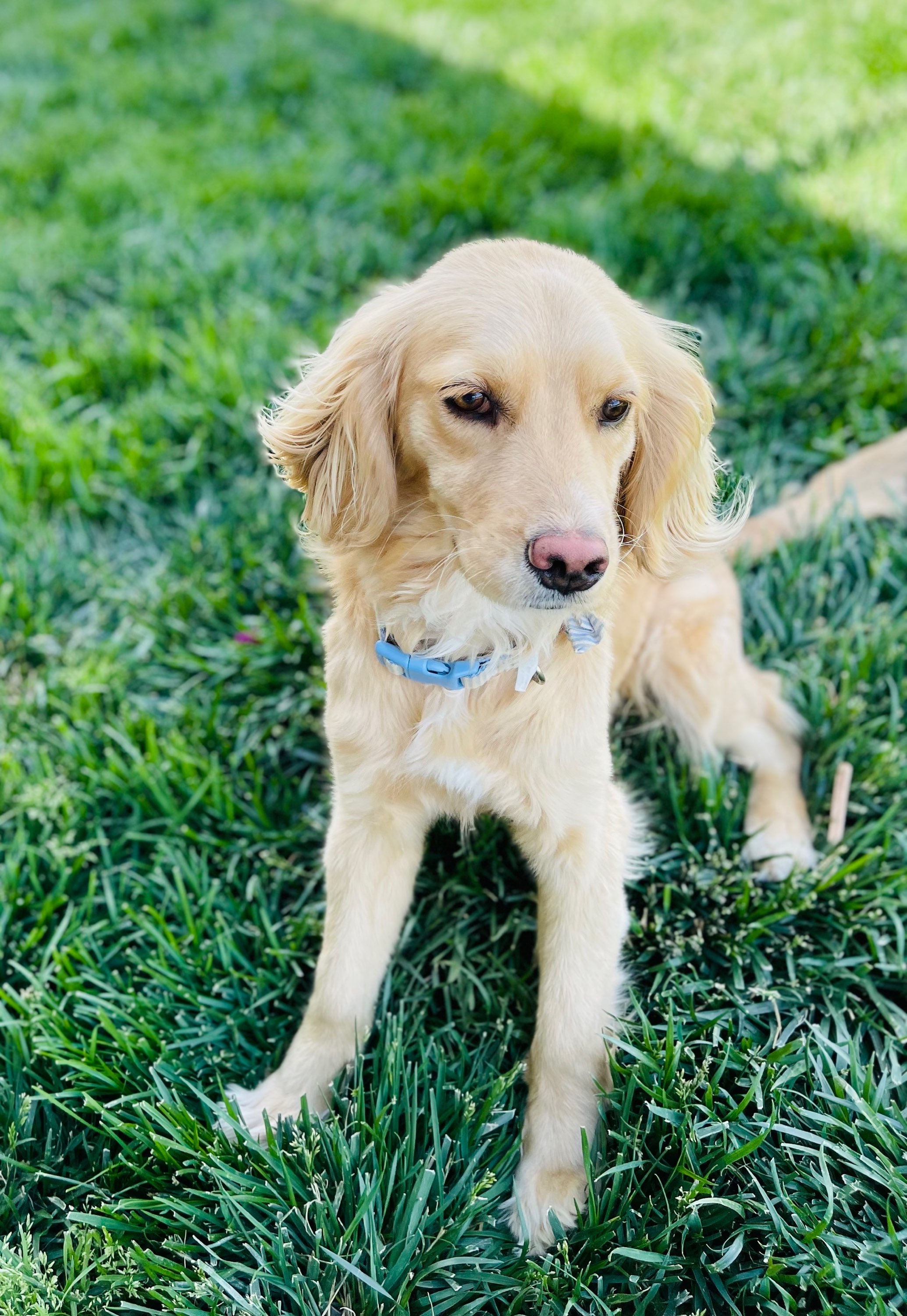 Vitani and Stitch 2 pick (Fall  2025)