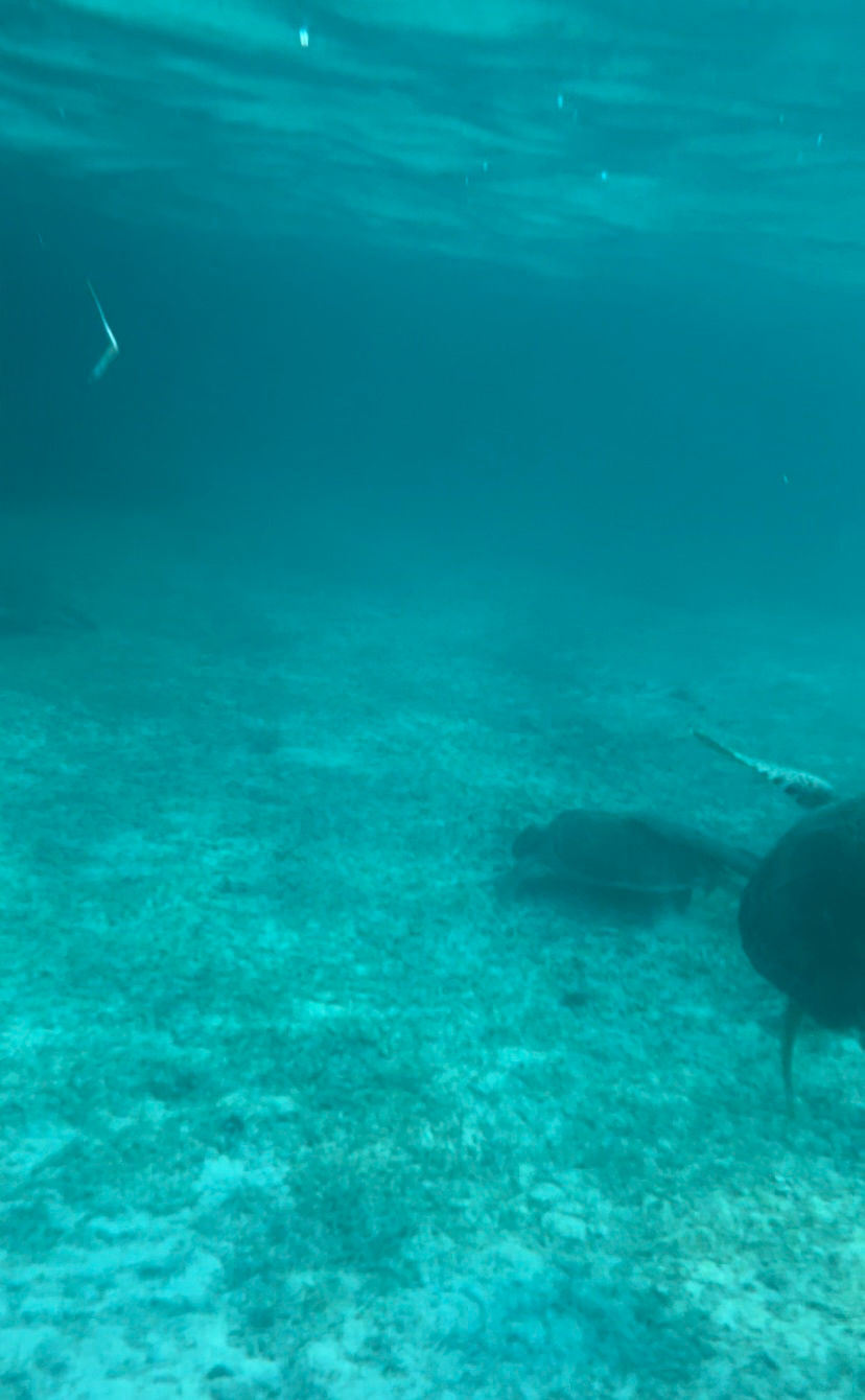 Turtles