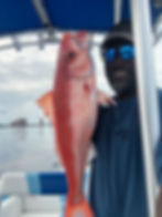 Queen Snapper