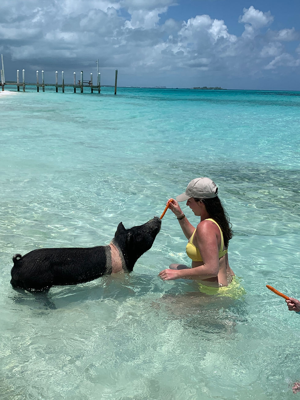 Swimming Pigs