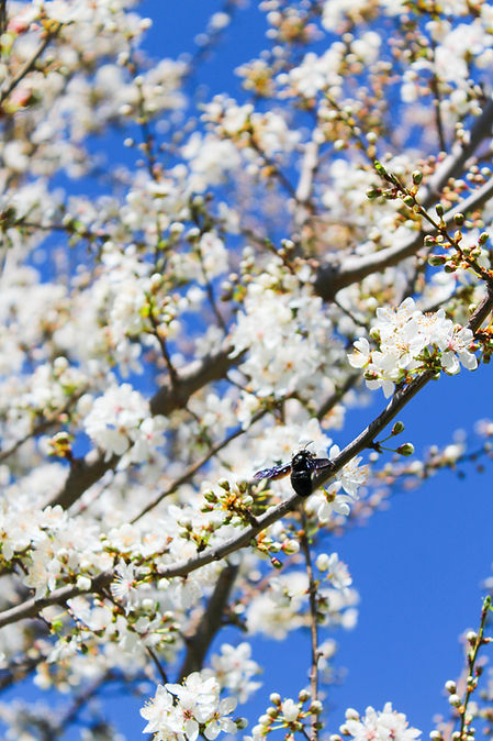Edited blossom tree.jpg