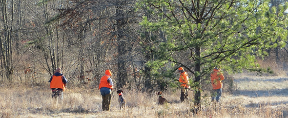 Nutmeg German Shorthaired Pointer Club, CT, Field Trial, Hunt Test, Dog Show, Dog, Horse, Bird, Puppies