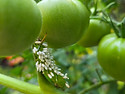 Tomato Worm 20260810_154335.jpg