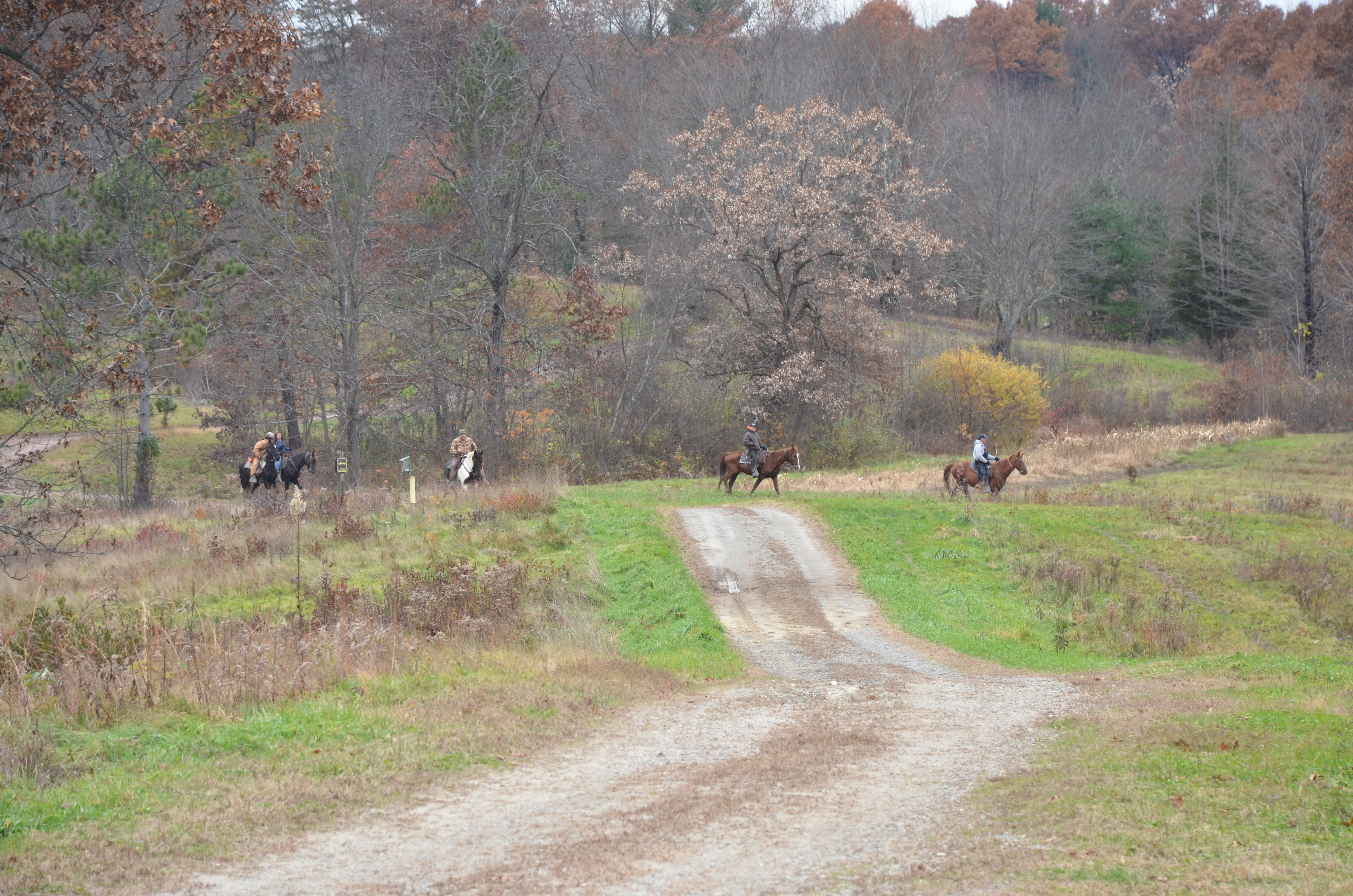 Field Trials Nutmeg German Shorthaired Pointer Club CT