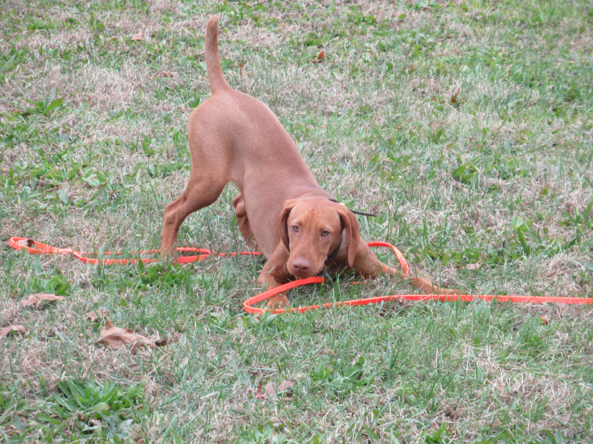 Field Trials Nutmeg German Shorthaired Pointer Club CT