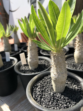 Blog 園芸ショップ はすまーと 北海道札幌市