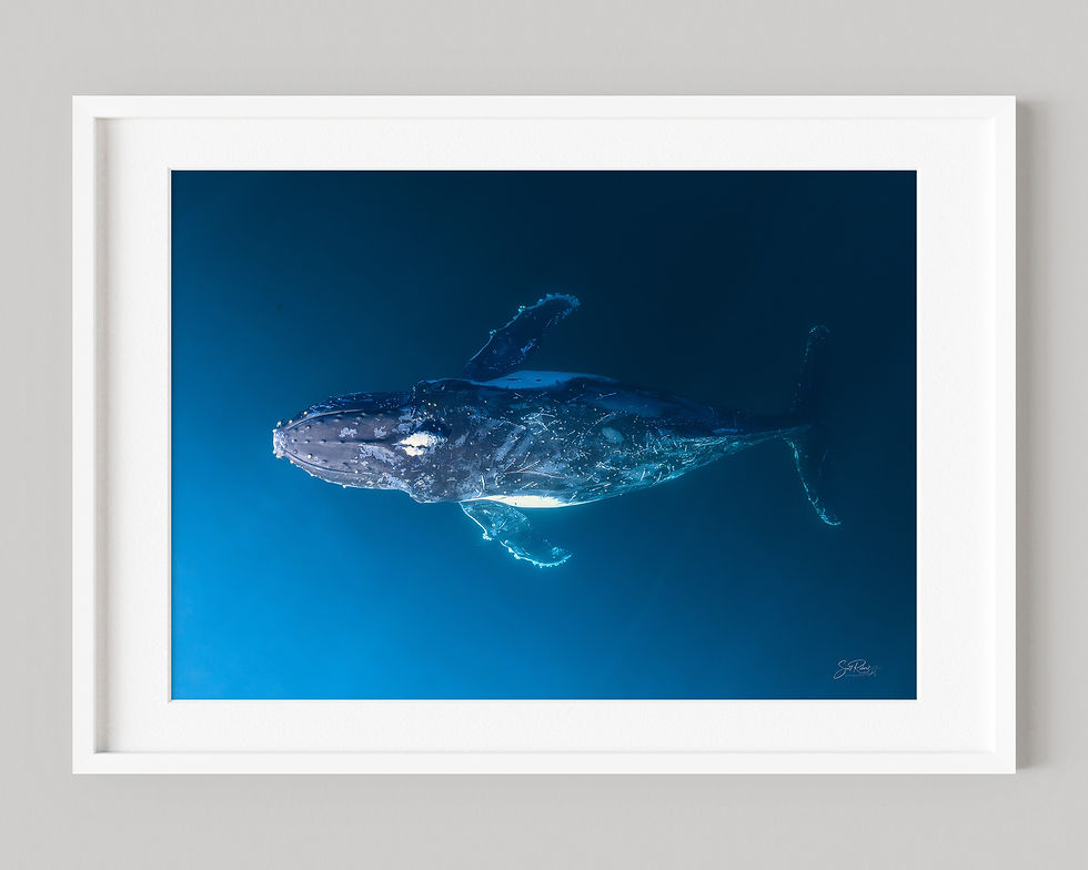 Thumbnail: Veil Of Blue – Humpback Whale Art Print