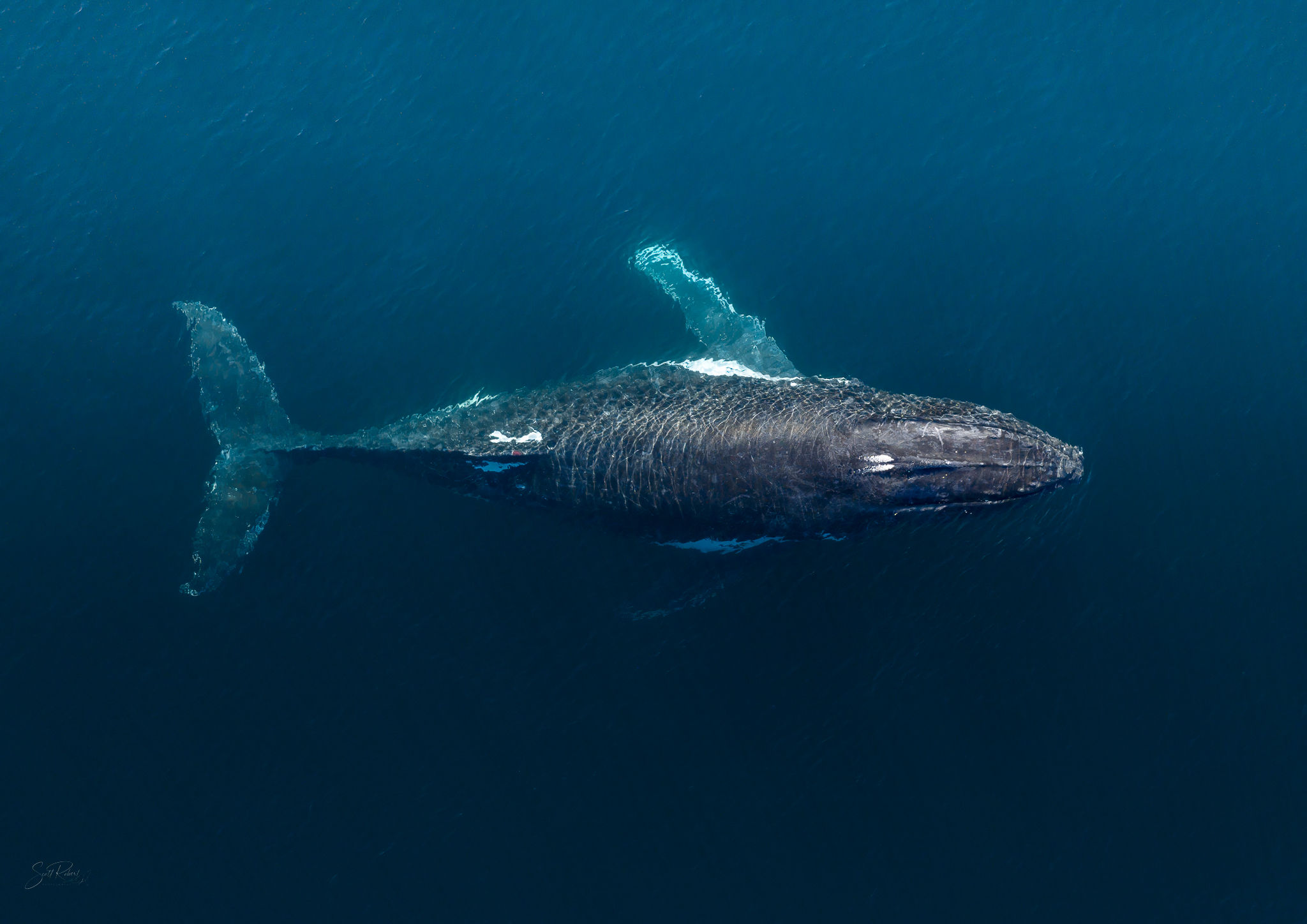 Matriarch in Motion - Print Only