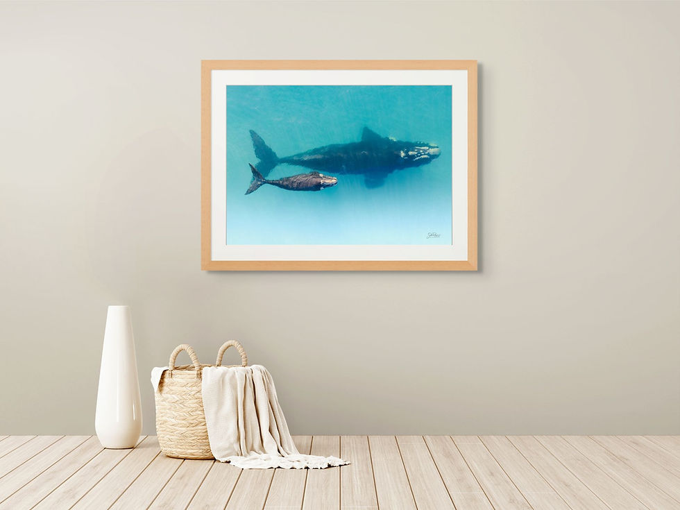 Framed marine photography print of a shark and calf displayed on a neutral wall in a minimalist coastal interior.