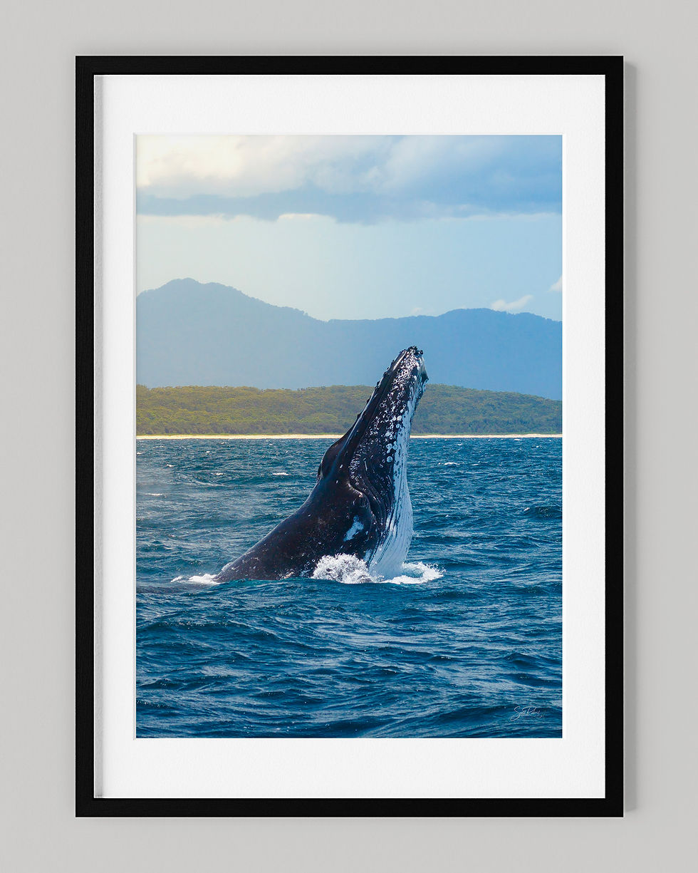 Thumbnail: Mother Lunge – Humpback Whale Art Print