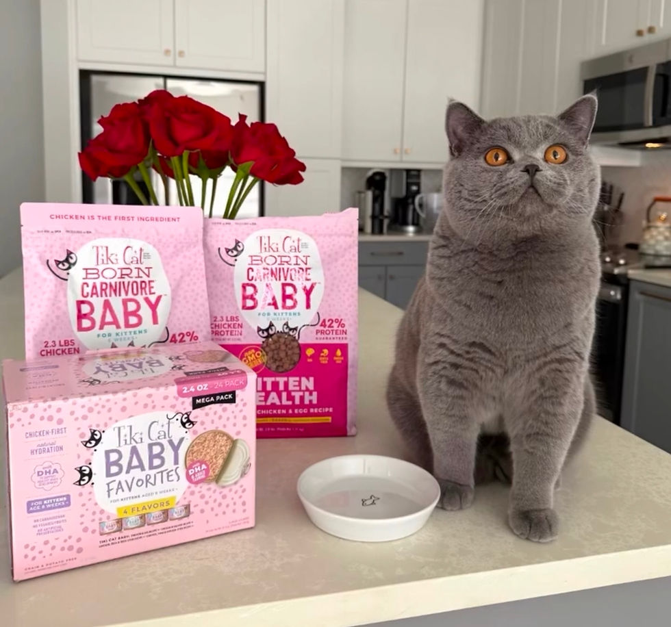 How Often Should I Feed My Cat?